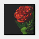 Suche nach flora magnete Rose