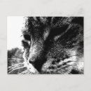 Suche nach katzenbilder postkarten Tiere