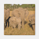 Suche nach afrikanischer elefant magnete Baby