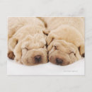 Suche nach shar pei postkarten Tier