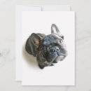 Suche nach reinrassiges tier karten Bulldogge
