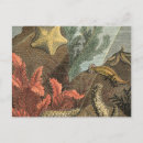 Suche nach meereswelt postkarten Seehecht