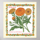 Suche nach calendula poster Marigold