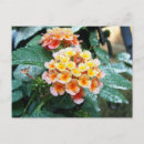 Suche nach lantana poster Flora