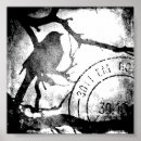 Suche nach schwarz weiß vogel poster Vogelvogel