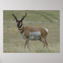 Suche nach hörner poster Antilope