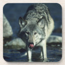 Suche nach grauer wolf untersetzer Natur