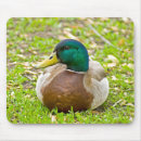 Suche nach enten mousepads Geflügel