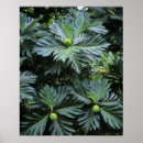 Suche nach französisch polynesien poster Tropisch