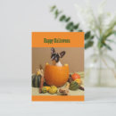 Suche nach lustige halloween postkarten Kürbis