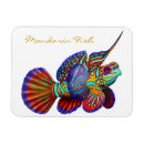 Suche nach riff magnete Tropische fische