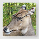 Suche nach zootiere poster wanduhren Wildtier