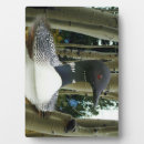 Suche nach ballone fotoplatten Vogelvogel