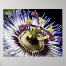 Suche nach passionsblume poster Lila