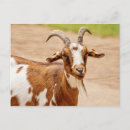 Suche nach weiße ziege postkarten Tier