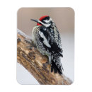 Suche nach männchen magnete Vogel