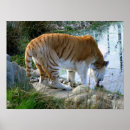 Suche nach indischer tiger poster Katzen