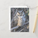 Suche nach schöner vogel postkarten Raubvogel