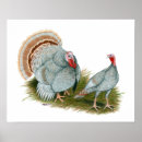 Suche nach truthahn poster Tier