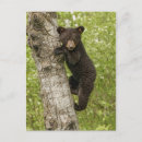 Suche nach bärenjunge postkarten Schwarzbären