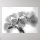Suche nach pelargonie Pflanzen