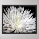 Suche nach chrysantheme poster Mit blumen