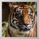 Suche nach background poster Animal