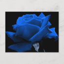 Suche nach blaue rose postkarten Rosen