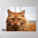 Suche nach maine coon poster Feline