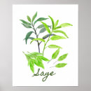 Suche nach salbei poster Aquarell