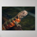 Suche nach gefährdet poster Reptil