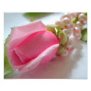 Suche nach blumenknospe Rose