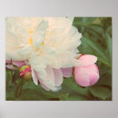 Suche nach knospen poster Blumen