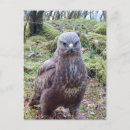 Suche nach bussard postkarten Geburtstag