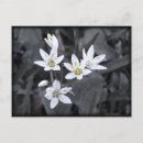 Suche nach das makro postkarten Botanisch