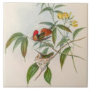 Suche nach nest fliesen Kolibri