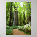 Suche nach riesiger baum poster Bäume