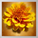 Suche nach ringelblume poster Flora