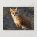 Suche nach kleiner fuchs postkarten Niedlich