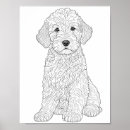 Suche nach labradoodles poster Labradoodell