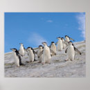 Suche nach antarctica poster Animal