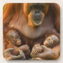Suche nach orang utans untersetzer Baby