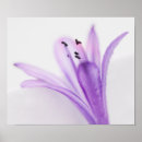 Suche nach agapanthus poster Violett