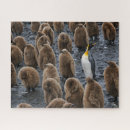 Suche nach penguin puzzle Vogel