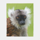 Suche nach lemur decken Primate