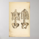 Suche nach wirbelsäule poster Menschlich