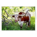 Suche nach ochse postkarten Ranch