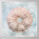 Suche nach seeigel poster Blau