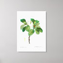 Suche nach magnolien leinwandbilder Pflanze