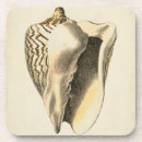 Suche nach seegeschöpf Seashell